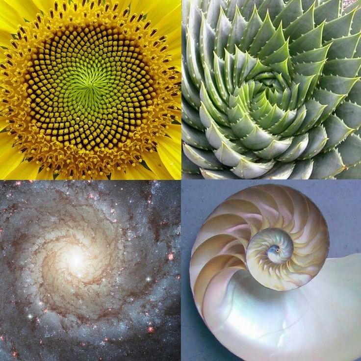 Forexoma fibonacci spiral in nature axs axie infinity